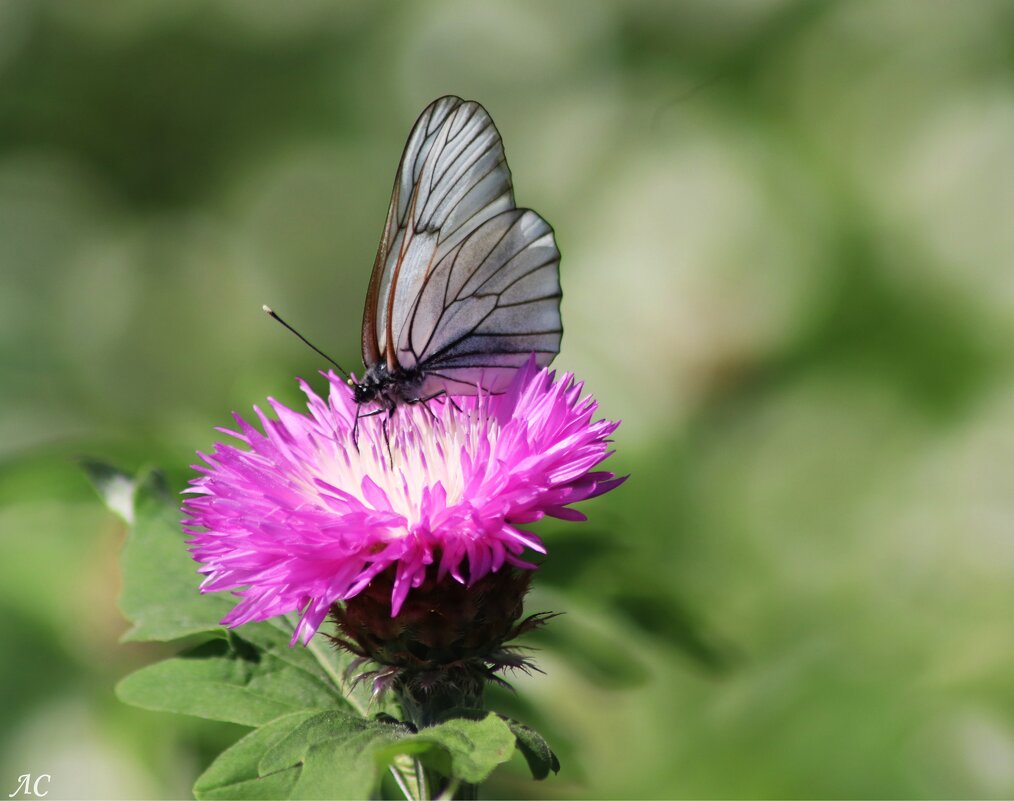 Боярышница за трапезой - Любовь Сахарова