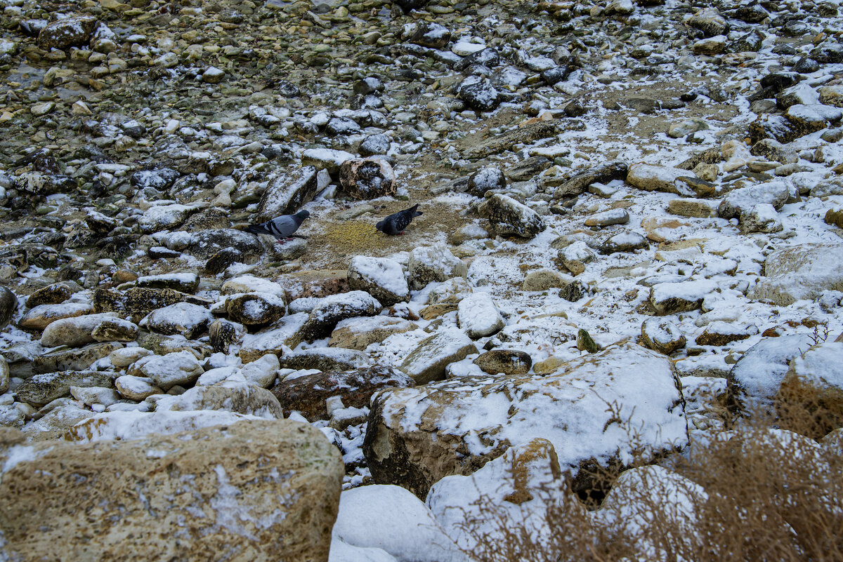 Берег - Анатолий Чикчирный