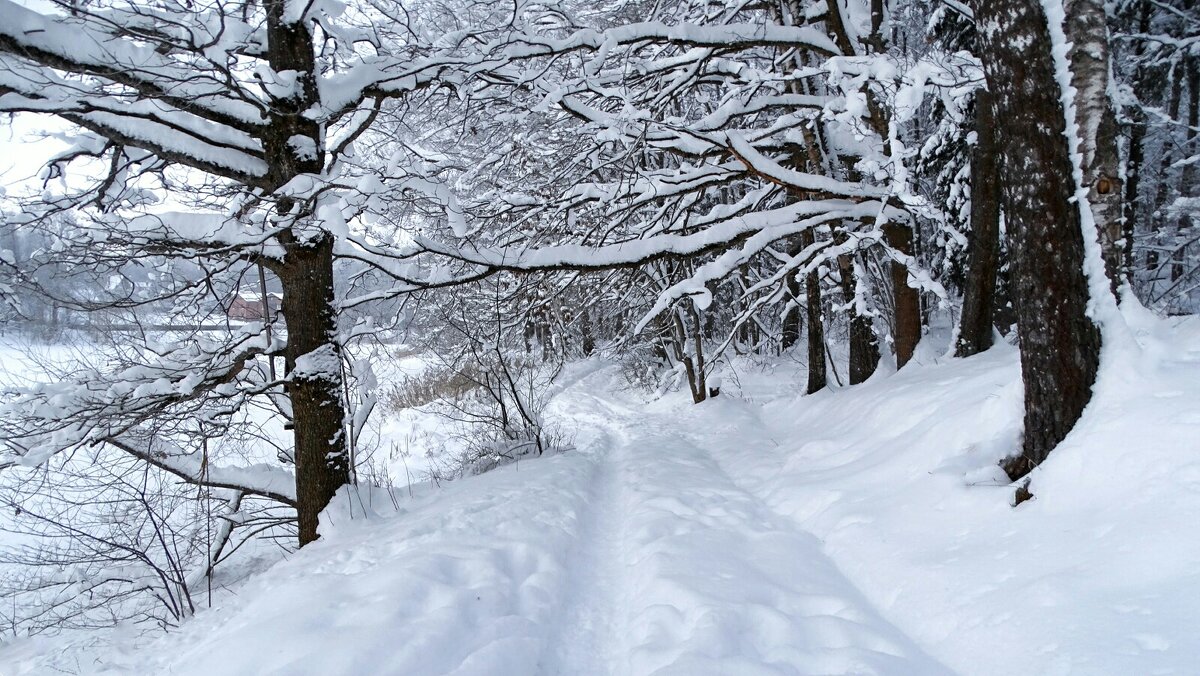 Лес во власти снега. - Милешкин Владимир Алексеевич 