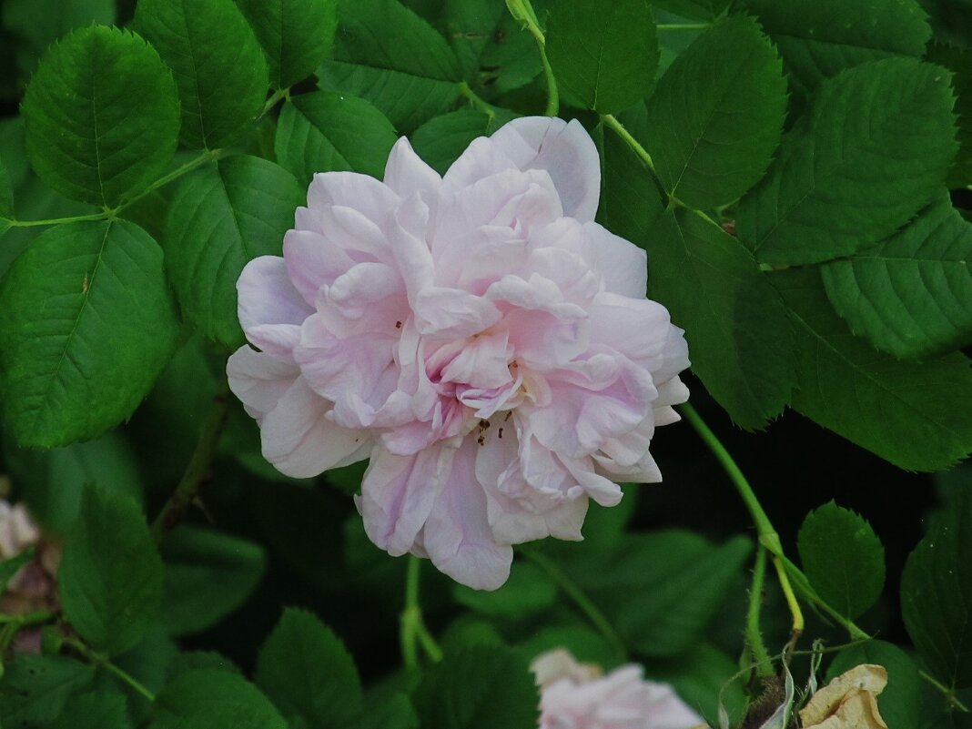 аромат лета - Елена Шаламова