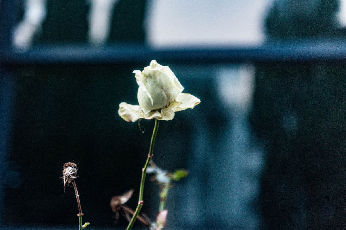 роза в январе - Дмитрий Лупандин