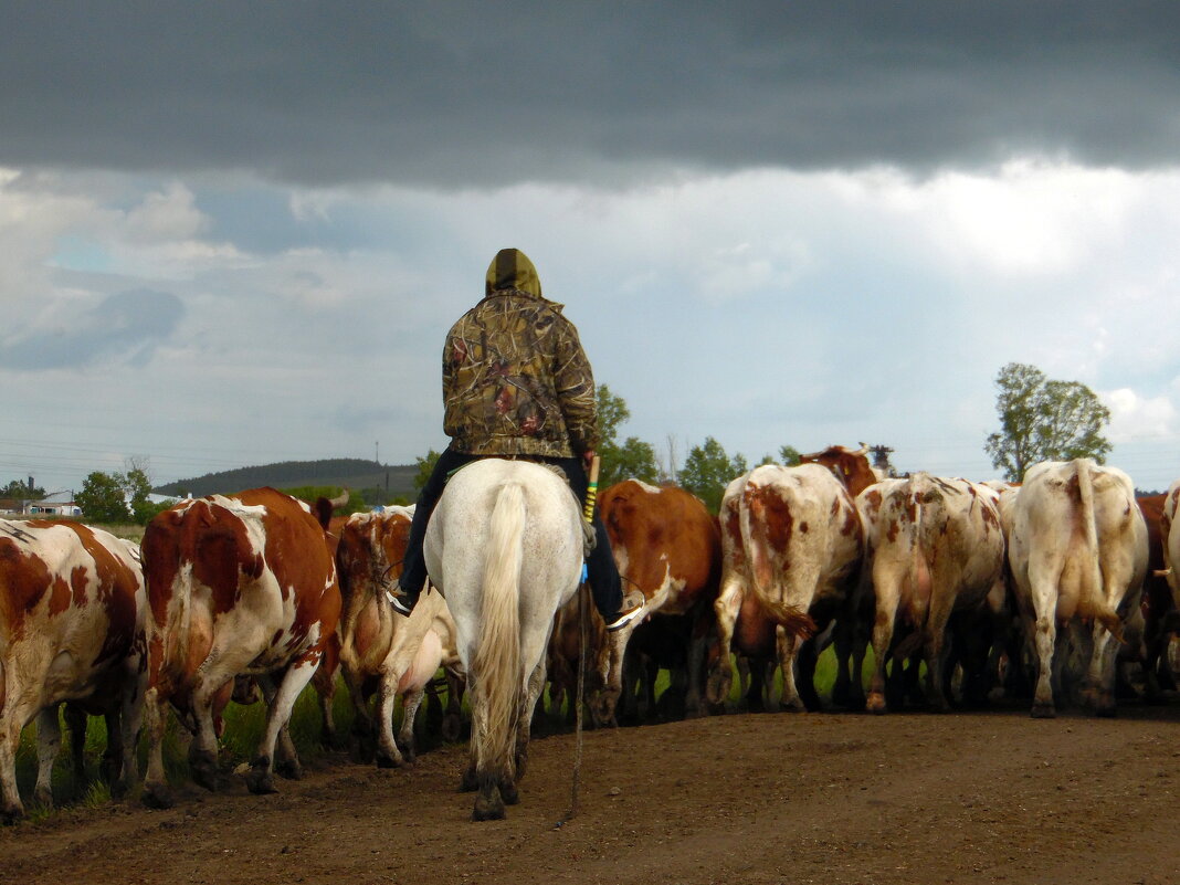 Пастух. - nadyasilyuk Вознюк