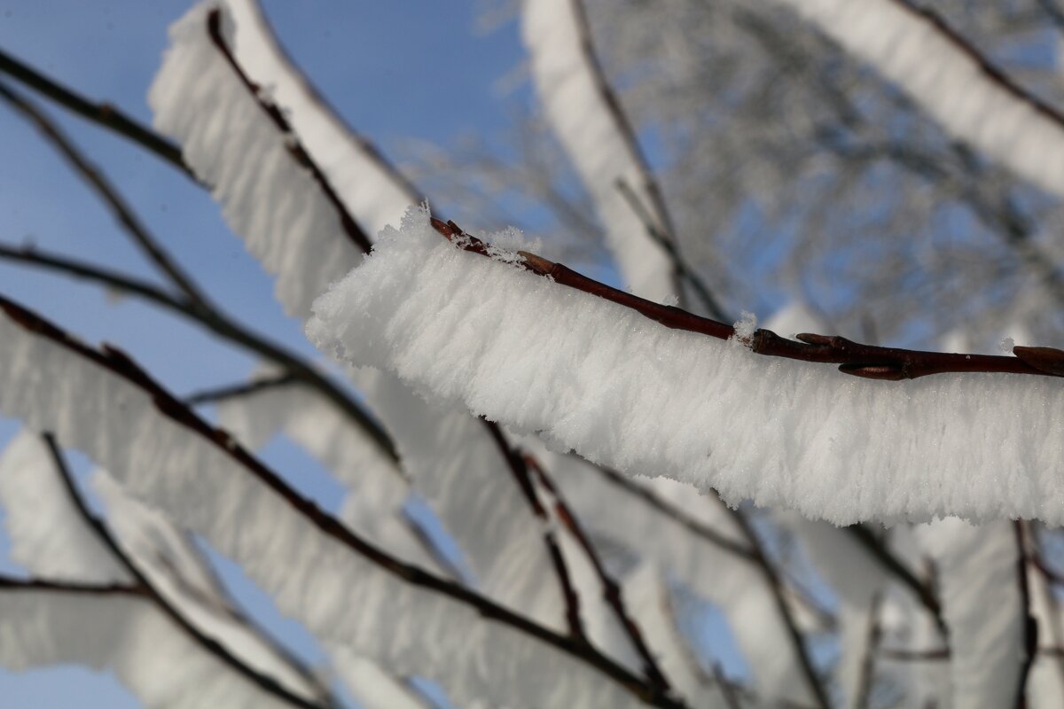 Лес королевы зубных щёток - Ольга 