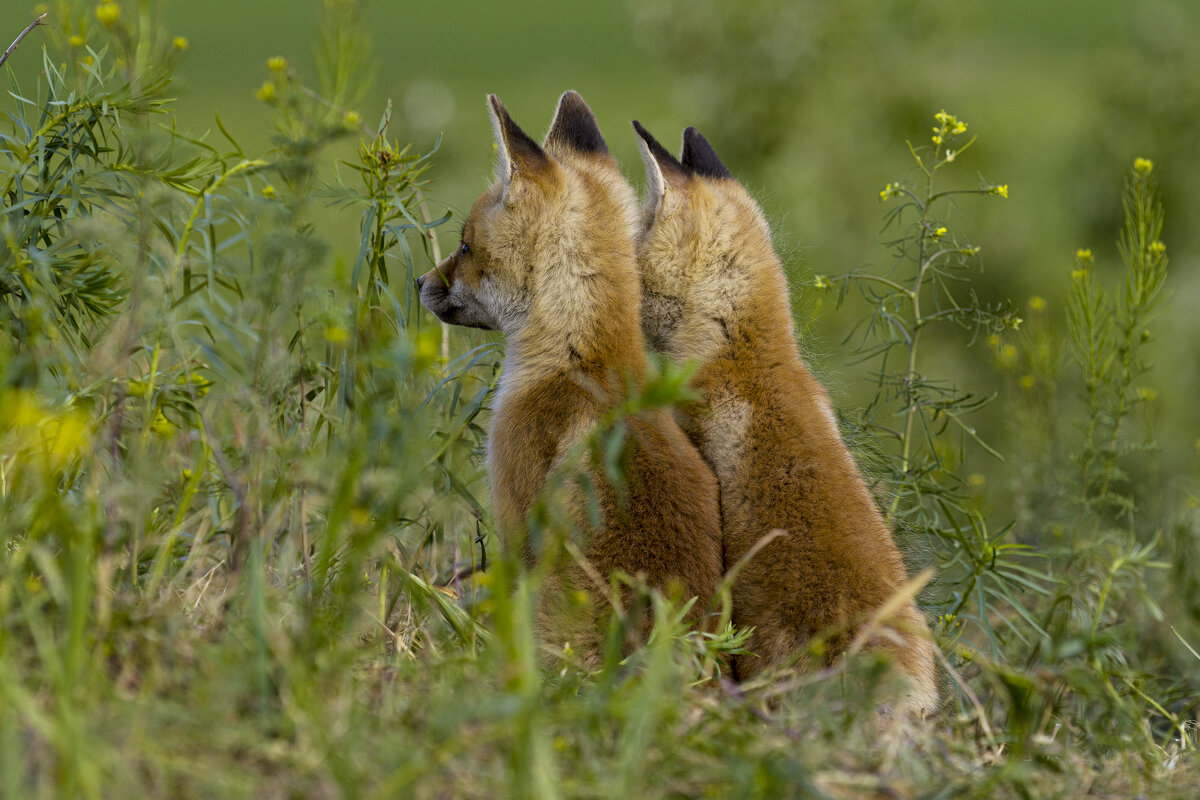 В ожидании - Валерий Черняк