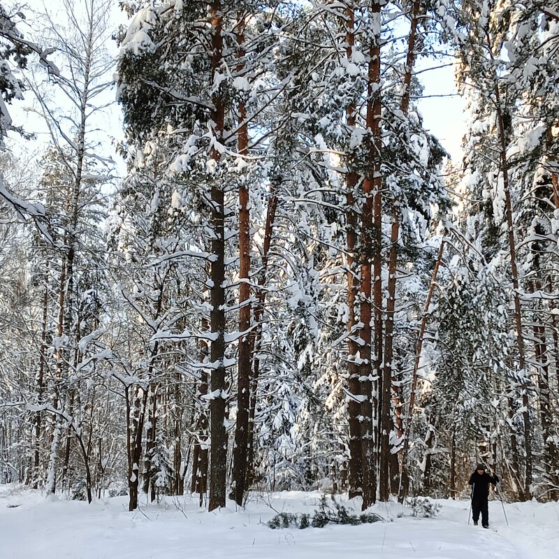 в лесу на лыжах - Владимир 