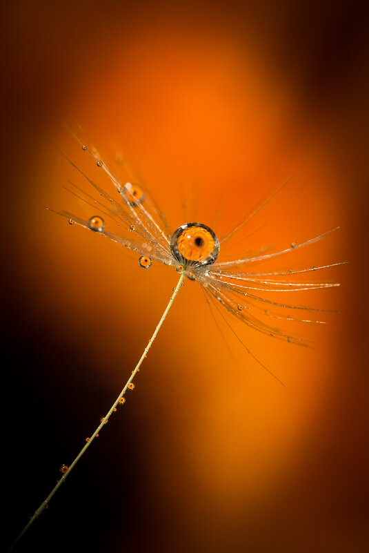 Отражение цветка - Игорь Шевченко