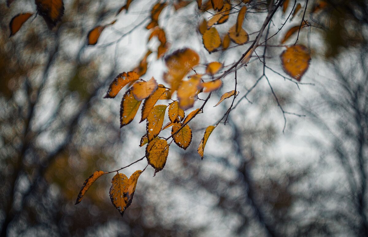 Золоченные брызги померкшей осени. - Анатолий Щербак