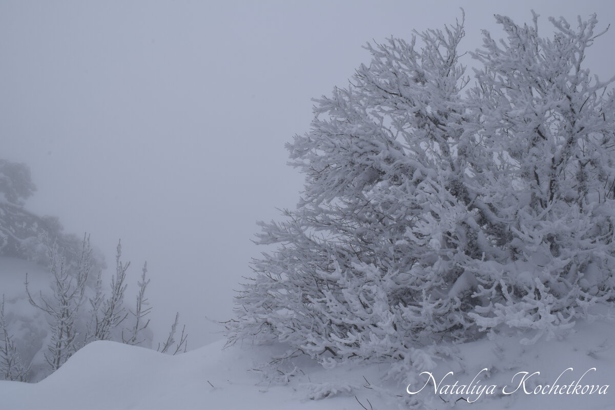 Природа Крыма - Amazing Cosmea