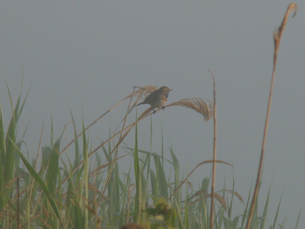 Птица в тумане - Prizrak 777