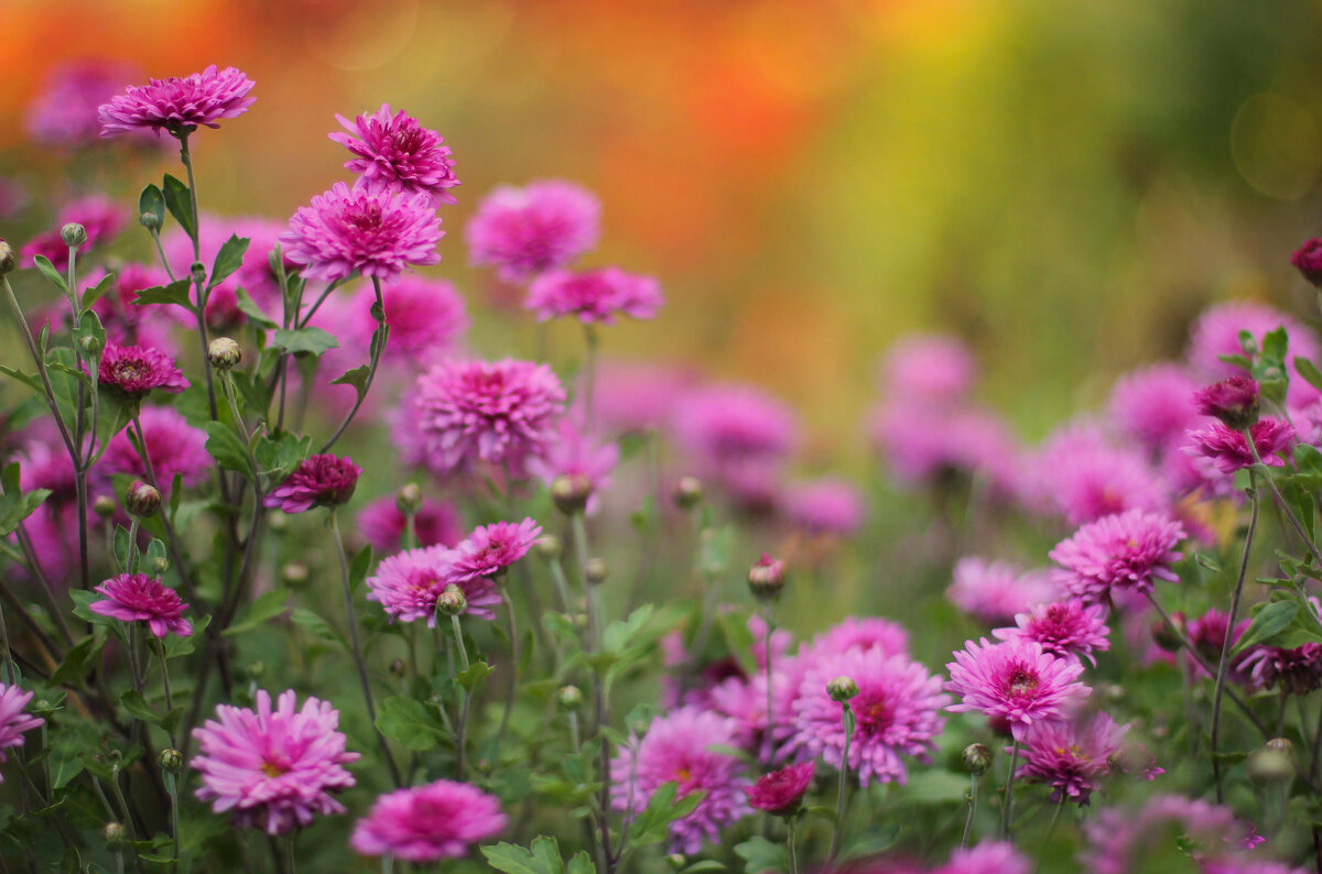 Летнее - елена беликова