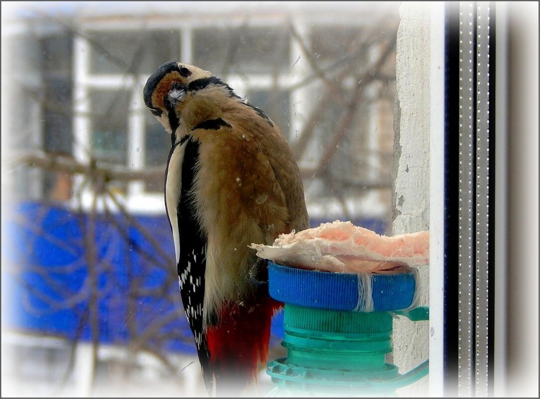 Прилетел на обед ... - Валентина Надсон