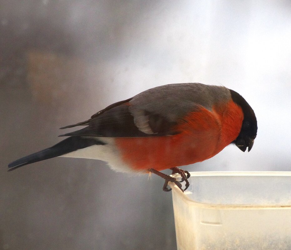 Вечерний снегирь... - Юрий Куликов