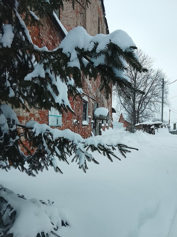 Ель в снегу - Марина Кушнарева