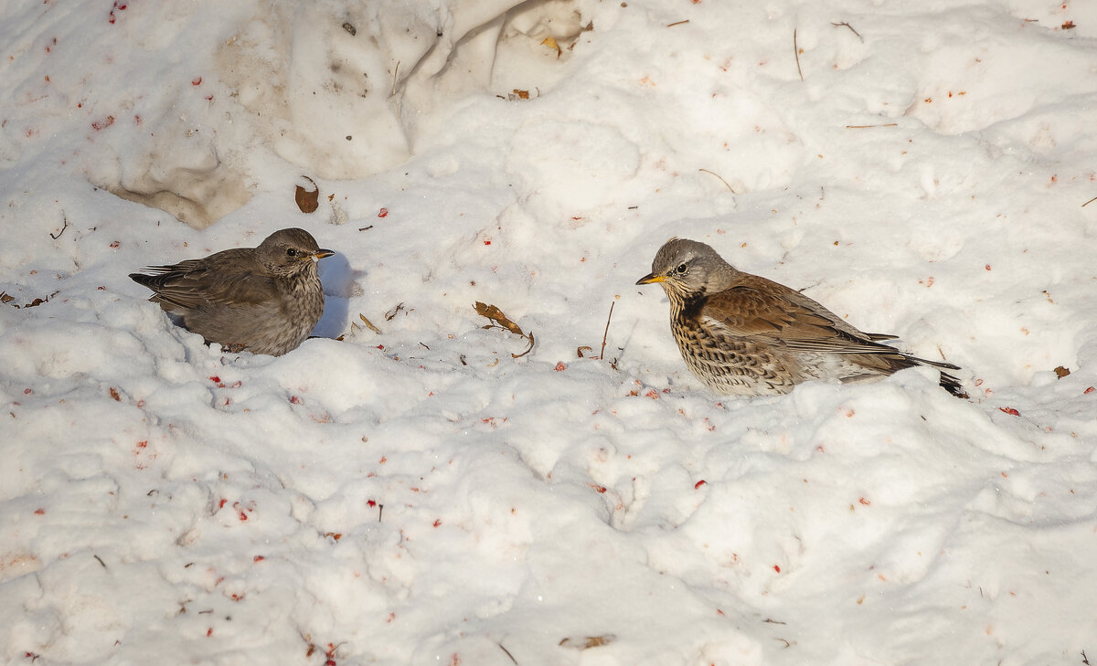 Тихий диалог рябинников. - Вадим Басов