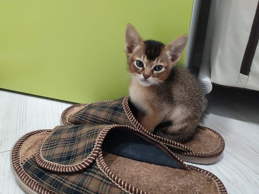 Абиссинец - ЕЛЕНА СУХОРУЧЕКОВА 