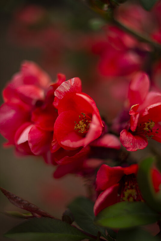 *** - Яна Горбунова