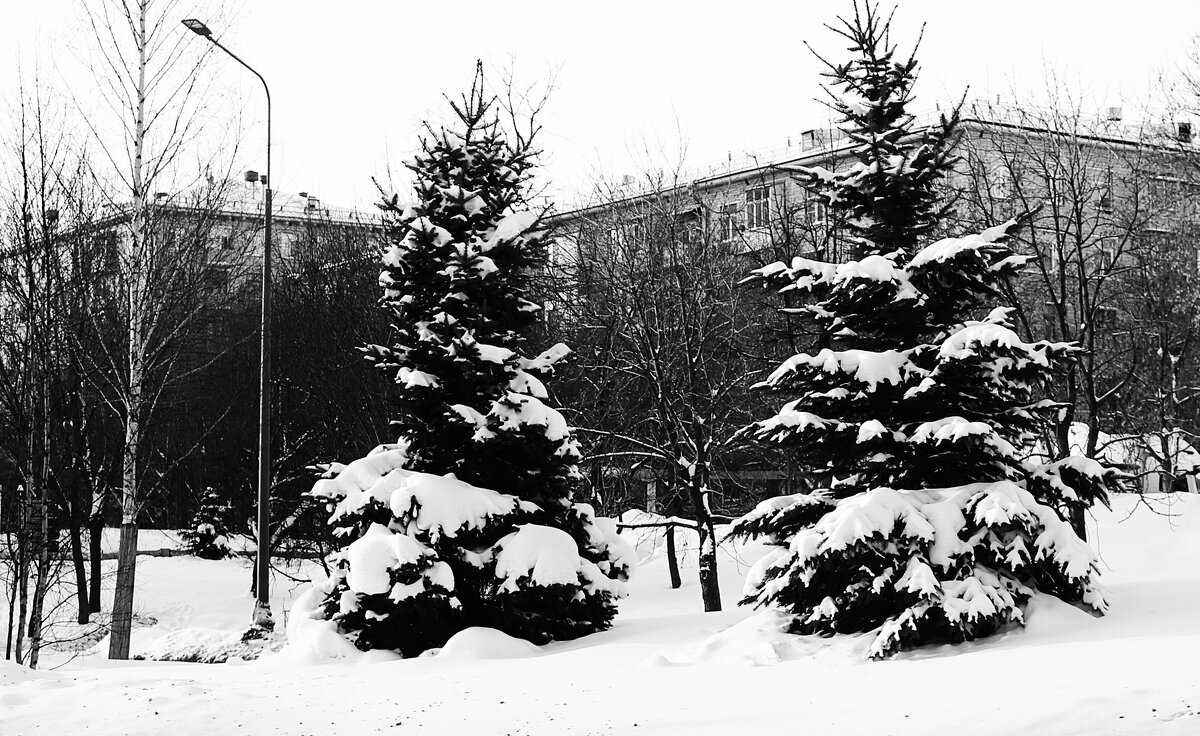 Ели везде и всюду. - Василий Палий