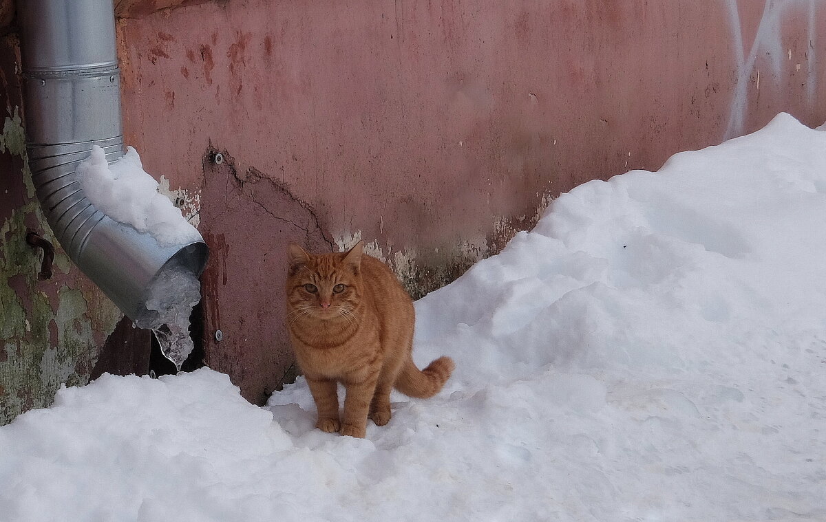 О чем же мечтает уличный кот? Что кто-то, когда-то его заберет. - Люба 