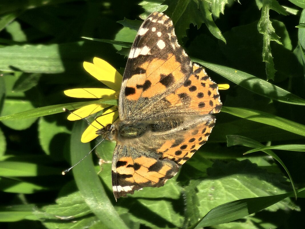 Бабочка - Аркадий Басович