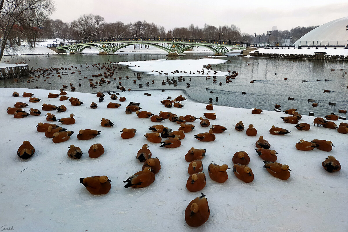 Ограрелый пруд - Alex Sash