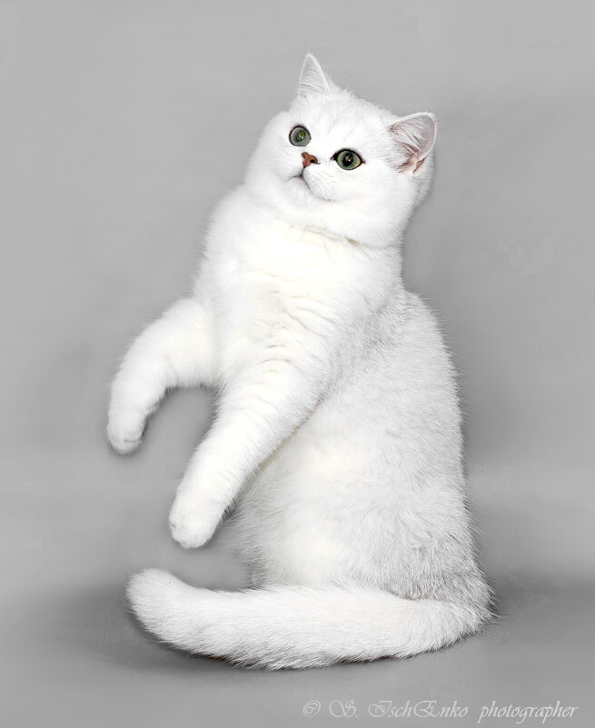 ... - Светлана Ищенко