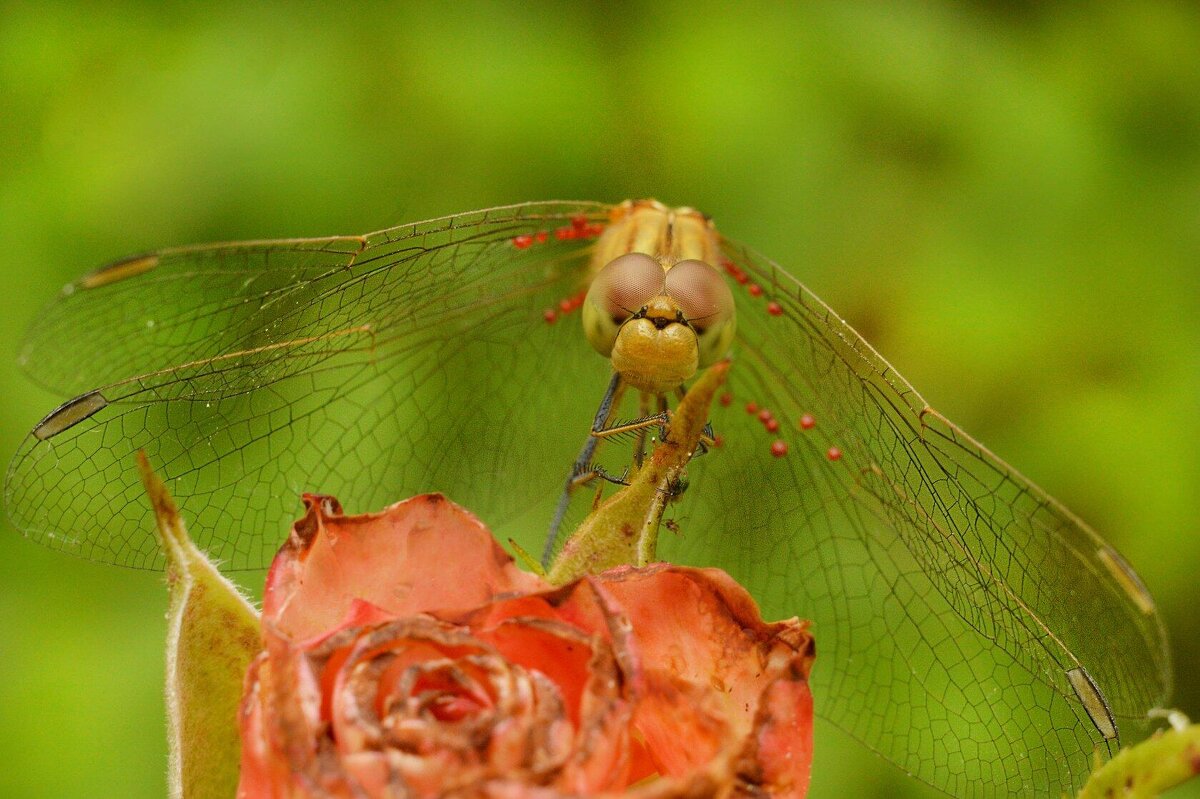 "...эти глаза напротив..." - Надежда Куркина 