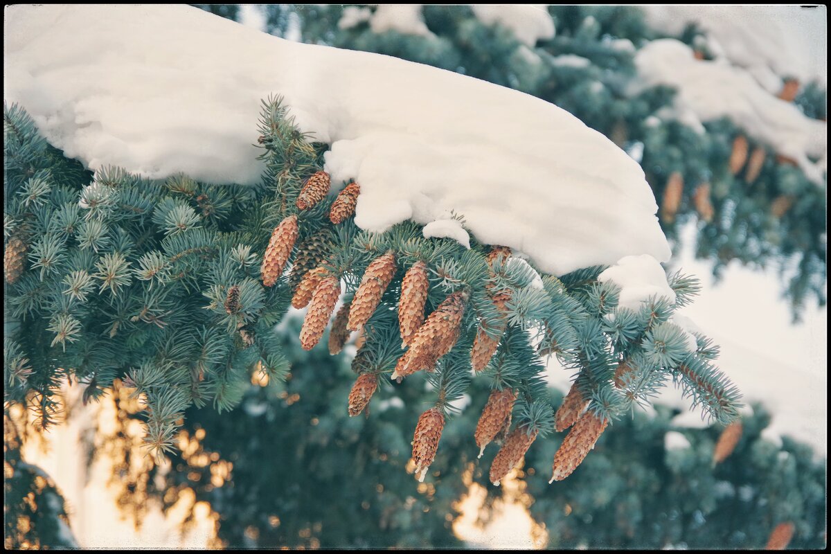 С сегодняшней прогулки... - Руслан 