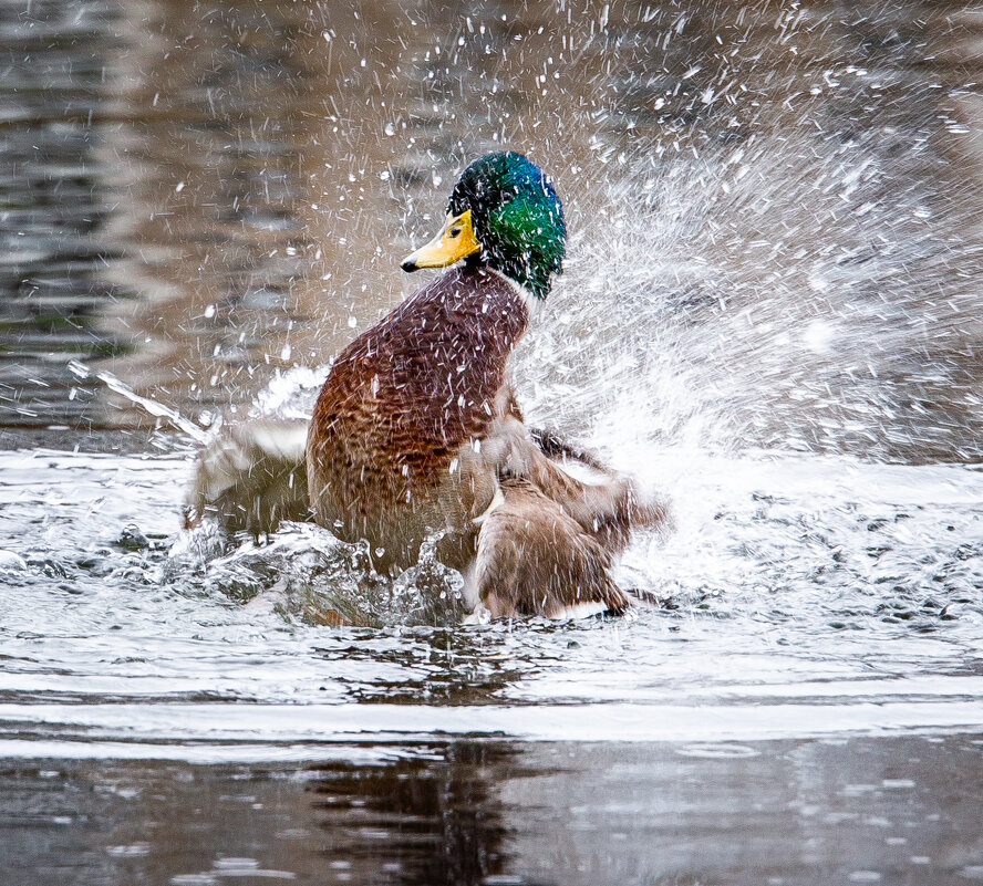 Водные процедуры - Андрей 