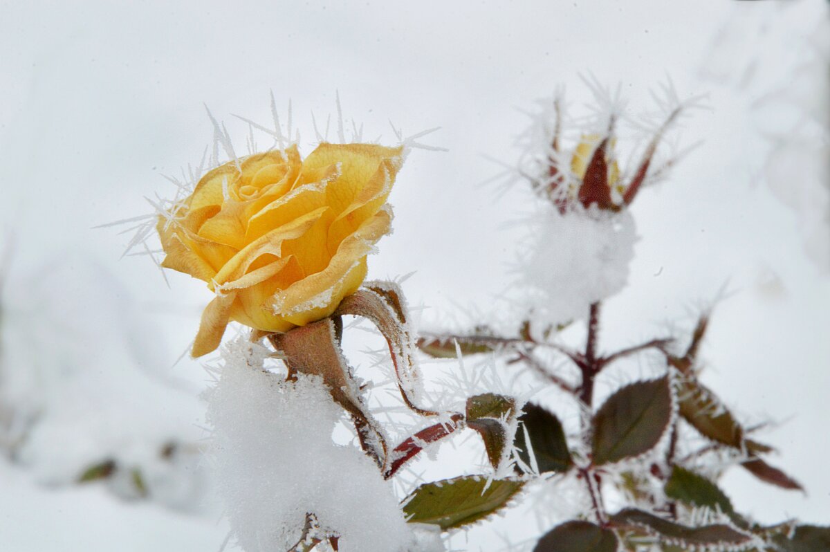 На лепестках колючий иней.... О, как безжалостна Зима! - Надежда Куркина 