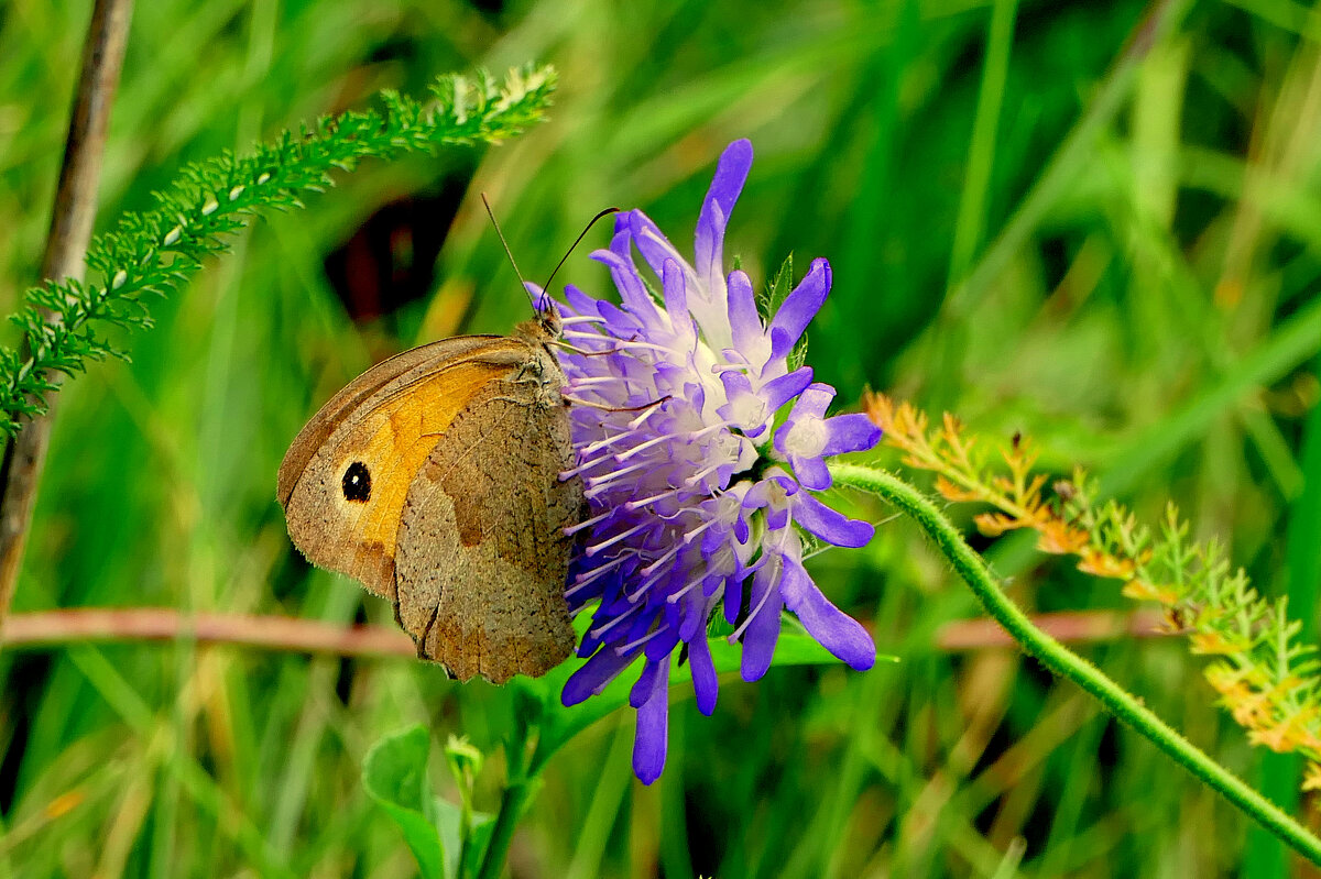 опять про бабочек...331 - Александр Прокудин