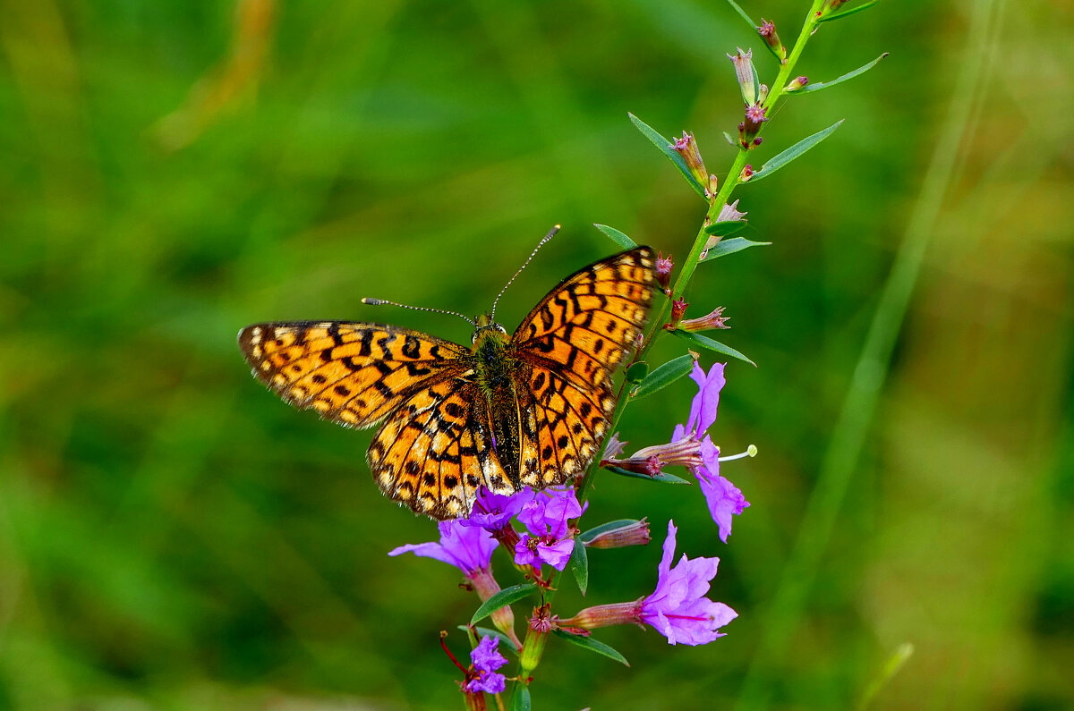 опять про бабочек...334 - Александр Прокудин