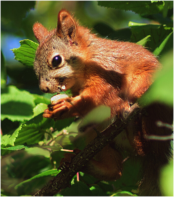 Вкусный орешек - Валентин Котляров