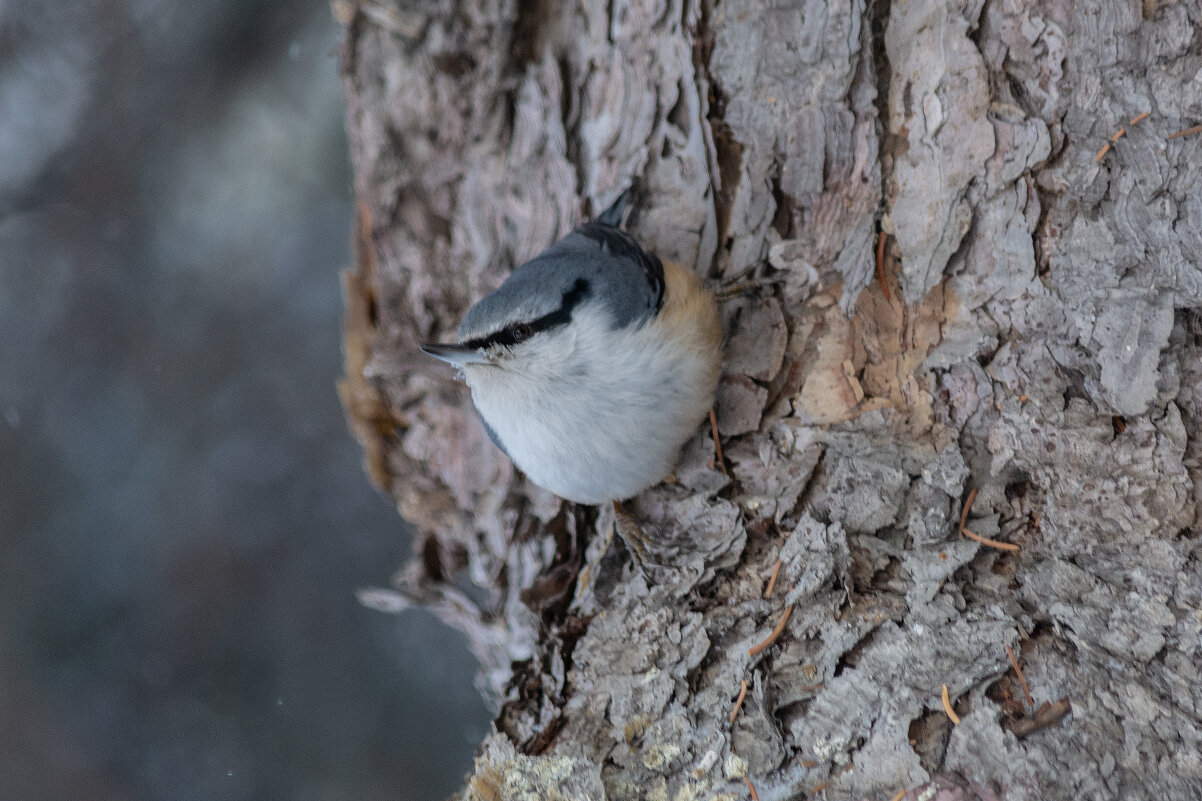 Поползень - Виктор Иванович Чернюк