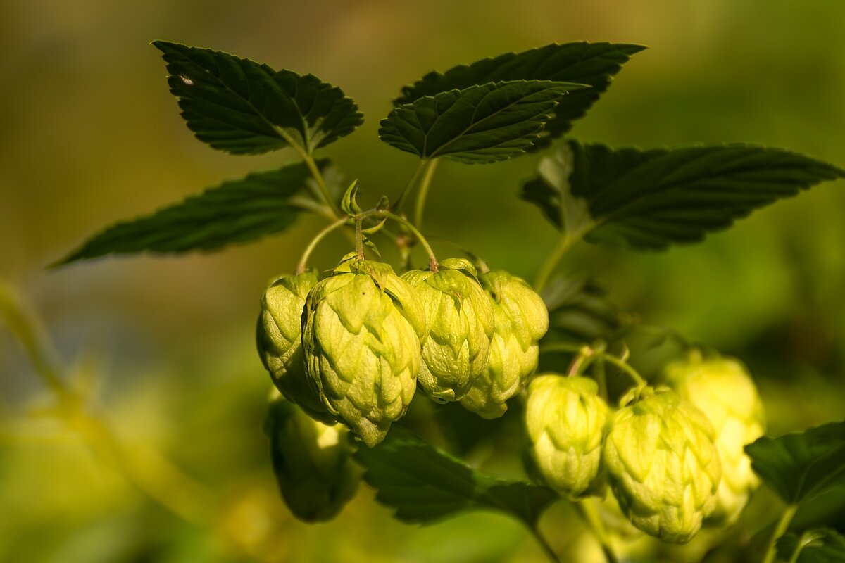 Хмель - Игорь Сикорский