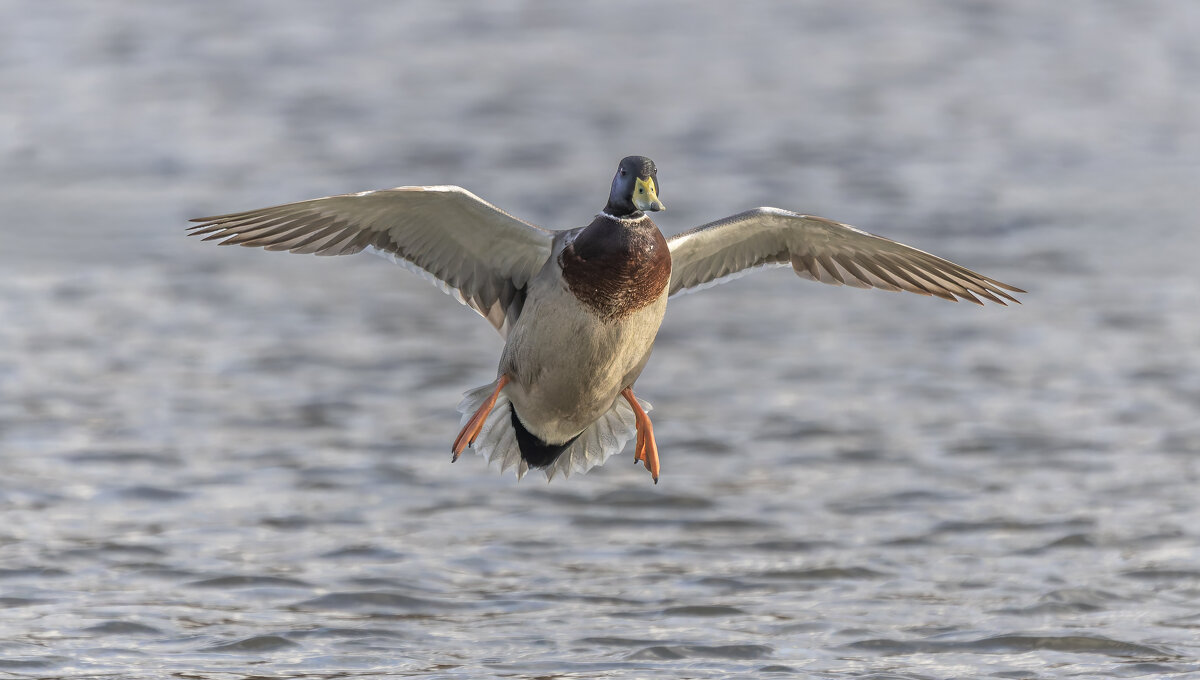 селезень - юрий макаров