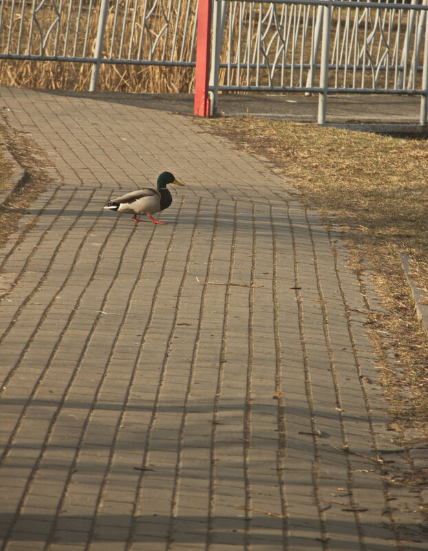 по правилам - Владимир Зырянов