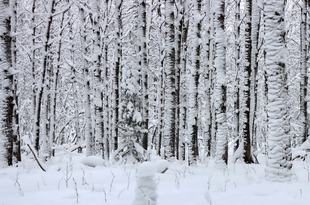 Графика зимы - Галина Ильясова