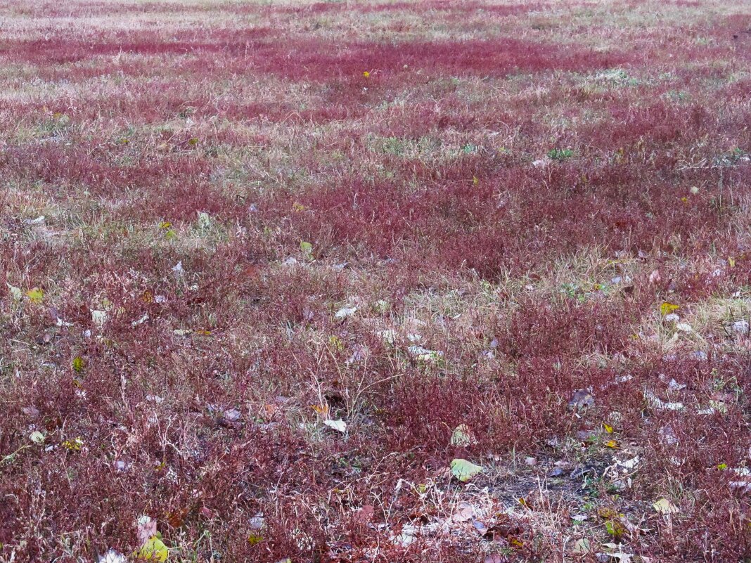 краски октября - Елена Шаламова