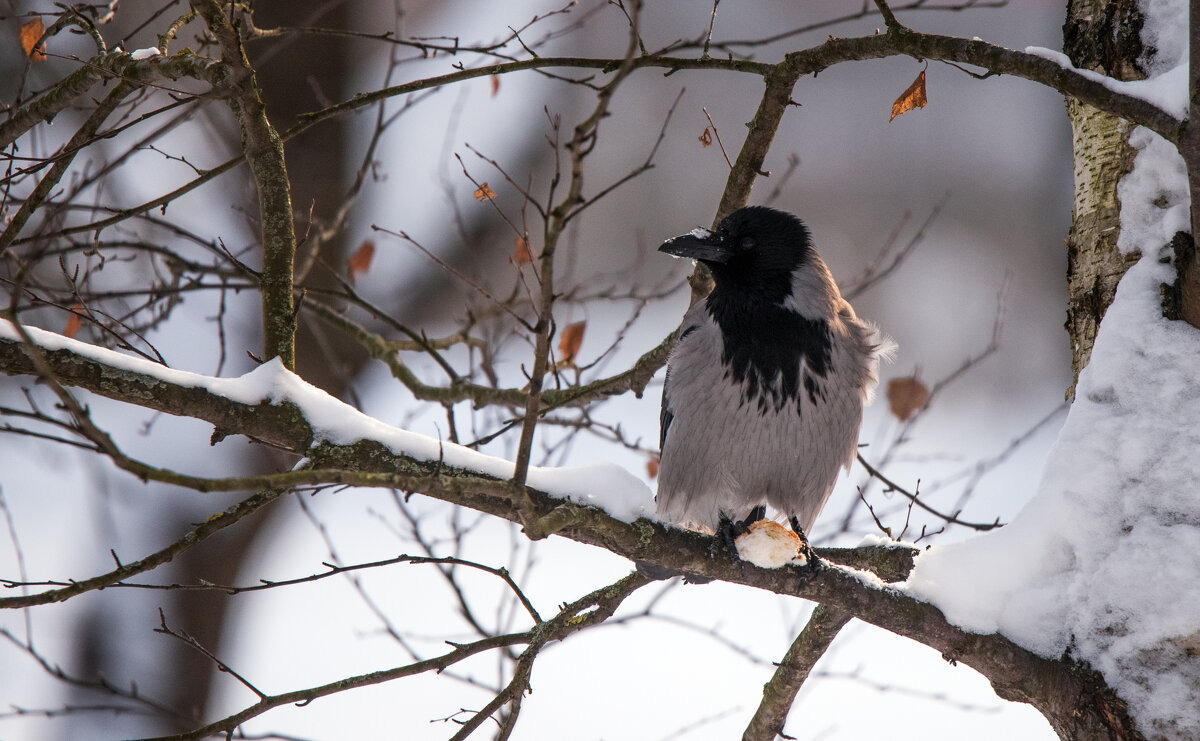 "Лисы нет, а больше никто не видит." - Владимир Безбородов