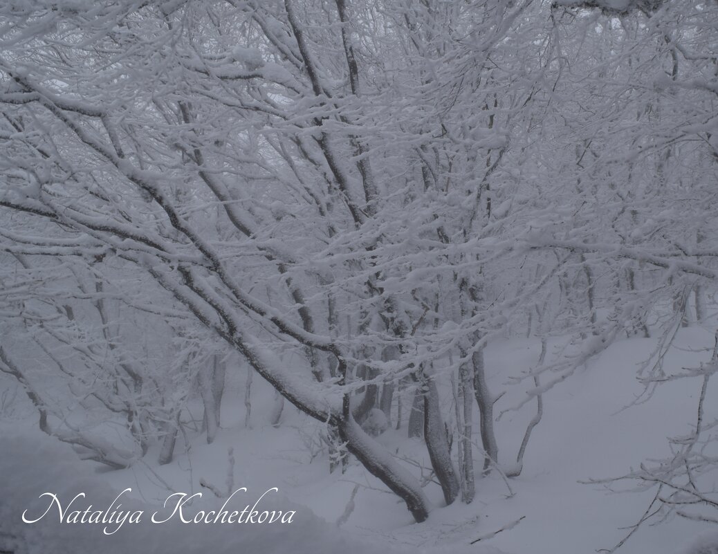 Природа Крыма - Amazing Cosmea