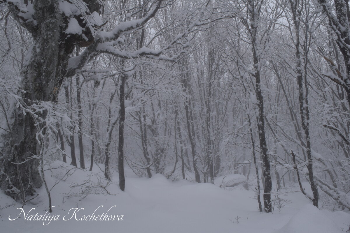 Природа Крыма - Amazing Cosmea