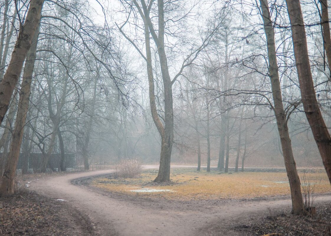 Дерево в тумане - Илья Шенгелия