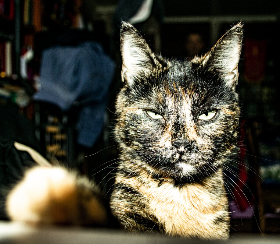 автопортрет Шмяка - petyxov петухов