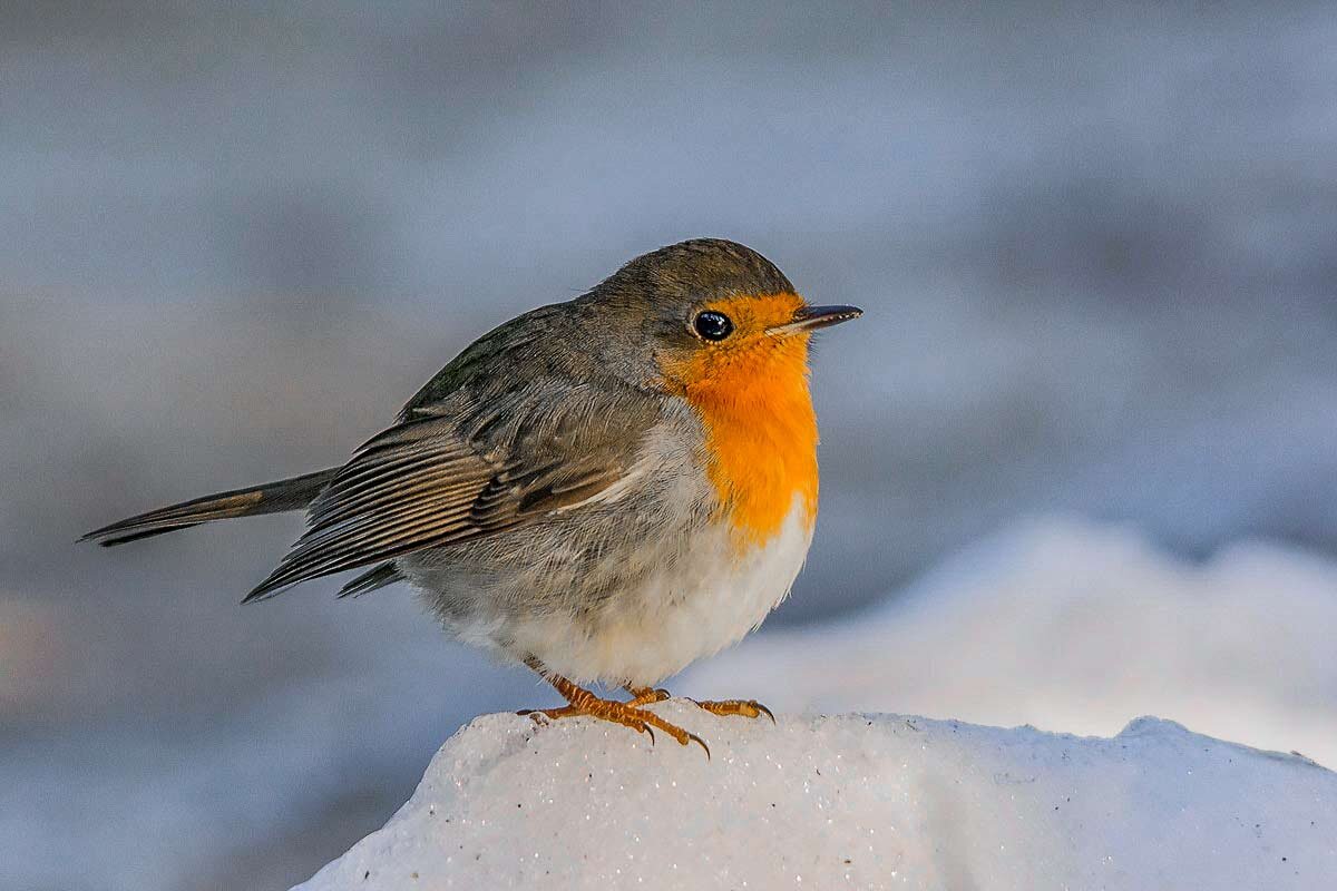 Зимняя малиновка (зарянка). - Nikolay Lovec