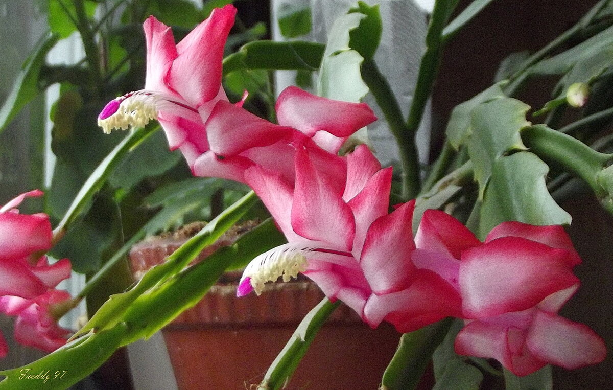 Декабрист - Freddy 97