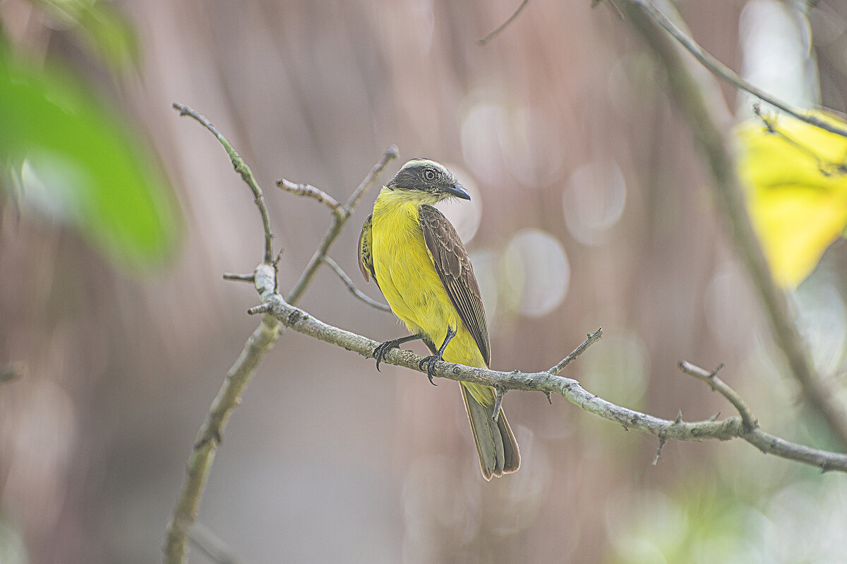 Королевский тиранн / Tyrannus melancholicus/ Меланхолический тиран. - Svetlana Galvez