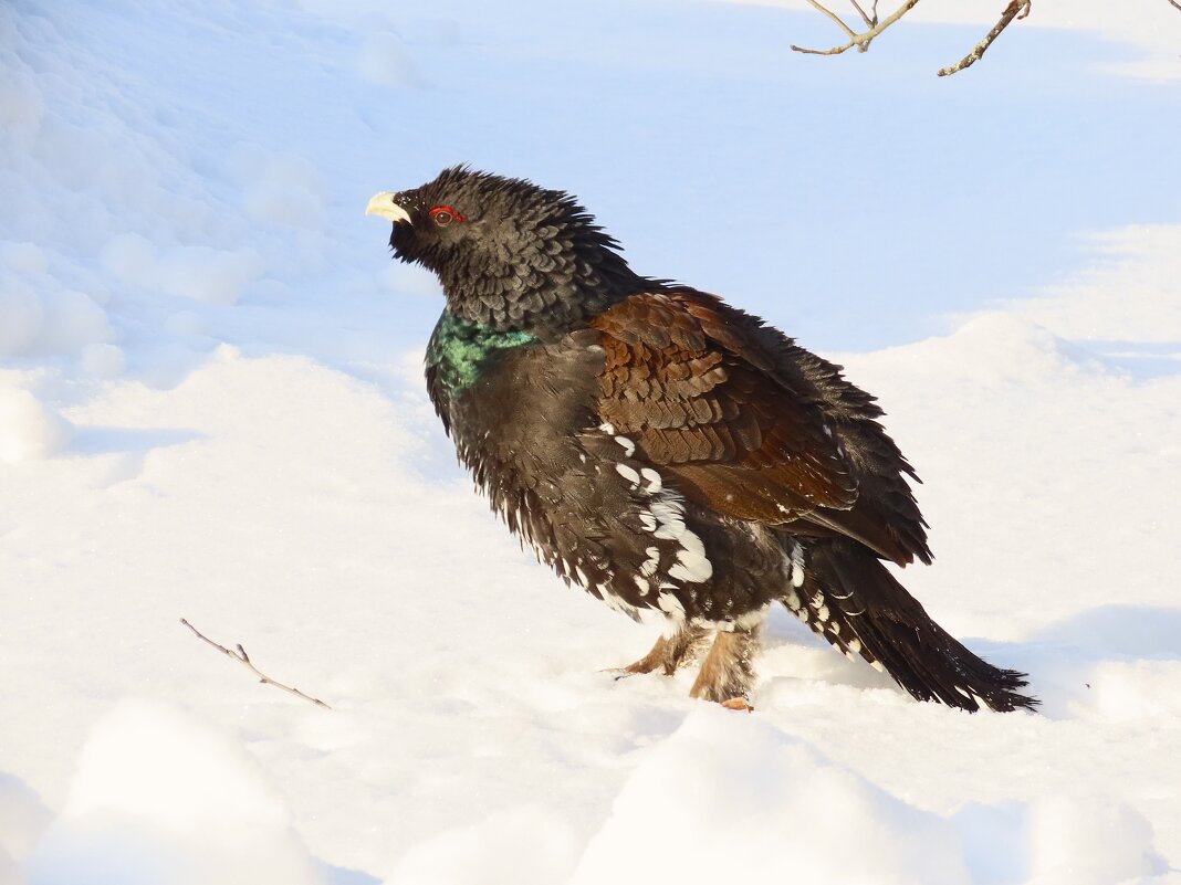 Глухарь - Ольга Митрофанова