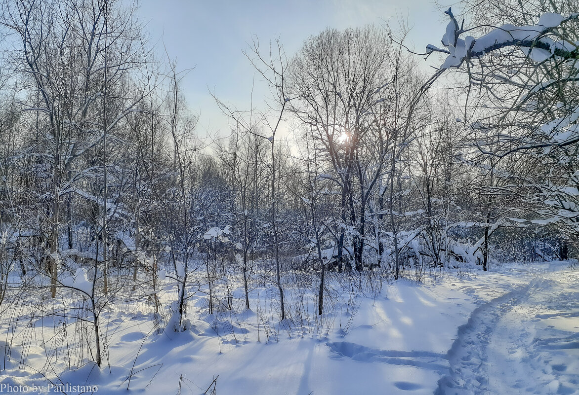 В зимнем лесу... - Владимир Жданов