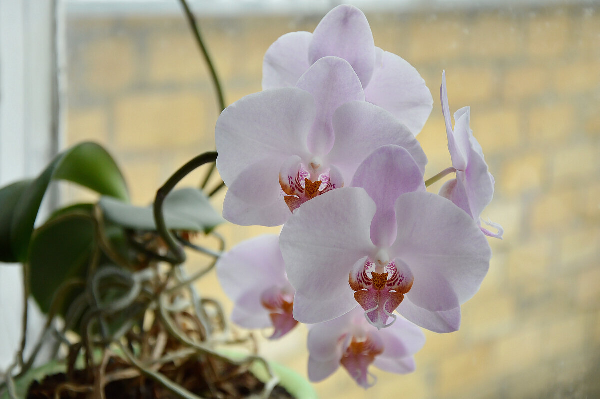 Зимние радости на окне... - Надежда Куркина 