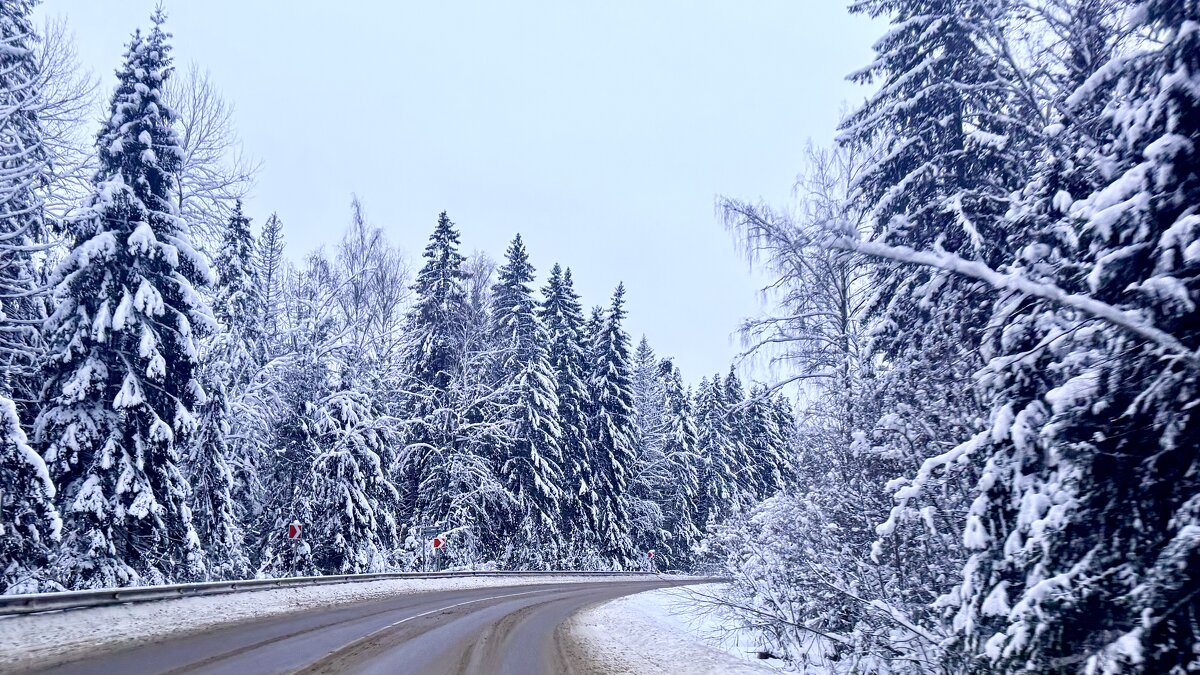 «Только елки в треугольных платьях мне навстречу все бегут, бегут, бегут...» - Арина Невская